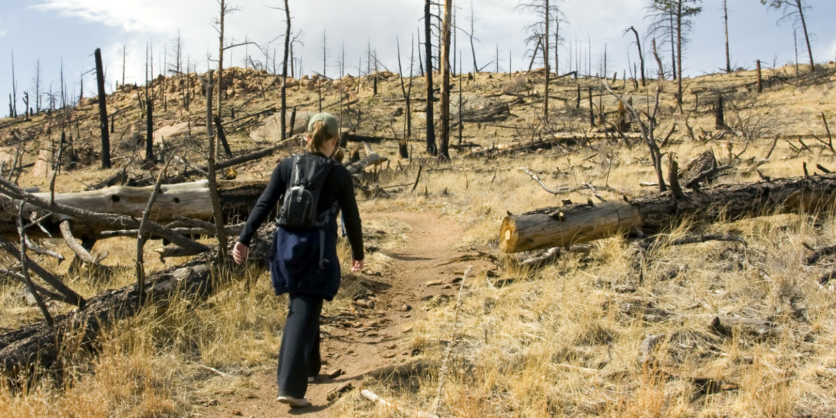 Hiking Through a Burned Forest
