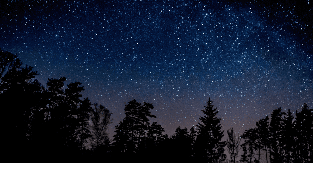 starry night sky and trees