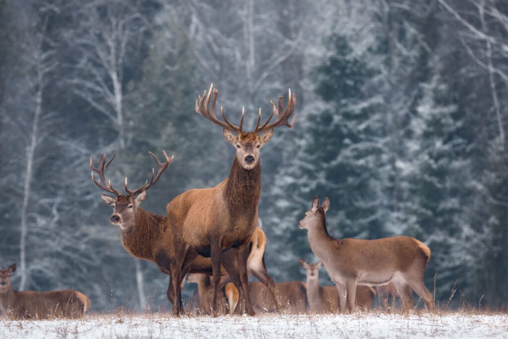 deer in woods, winter